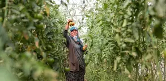 Konya'da Doğal Sebzelerle Geçinen Çiftin Başarı Hikayesi