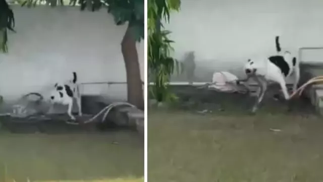 In India, a pit bull dog saved children playing in the garden from a cobra snake attack.