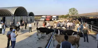 Edirne'de Koyun-Keçi Çiçeği ve Şarbon Nedeniyle Hayvan Hareketleri Yasaklandı