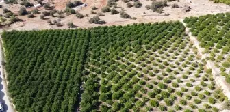 Mersin'de Erkenci Limon Hasadı Başladı