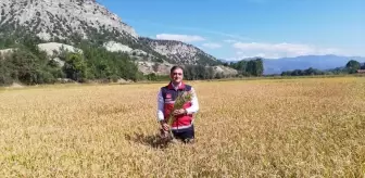 Kastamonu'da Çeltik Hasadı Dualarla Başladı