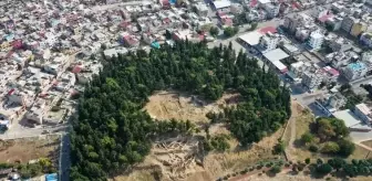 Yumuktepe Höyüğü'nde 9 bin yıllık iki buğday türü ortaya çıktı