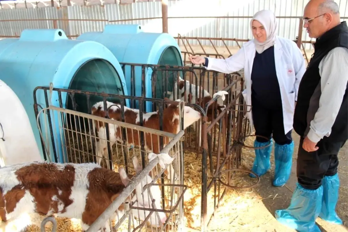 Düzce'de 2023 Yılı 2. Dönem Buzağı Destekleme Ödemeleri Başladı