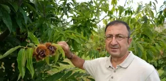 Gal Arısına Dayanıklı Kestane Çeşitlerinin Hasadına Başlandı