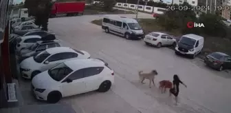 Köpeğini Korurken Saldırıya Uğrayan Kadın Yaralandı