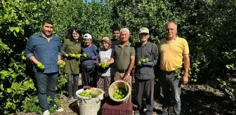 Mersin'de Limon Hasadı Başladı, İhracat Yolu Açıldı