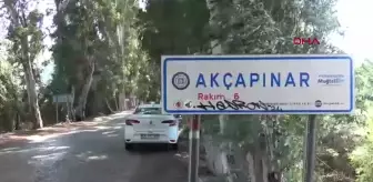 Ula'daki Aşıklar Yolu'ndaki Okaliptüs Ağaçlarına Yazı Yazılmasına Dikkat