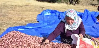 Sivas'ta Antep Fıstığı Üretimi Yaygınlaşıyor