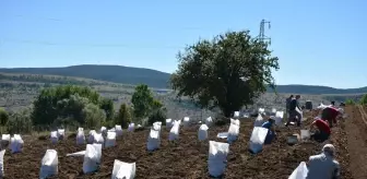 Tokat'ta Tescilli Başçiftlik Beyazı Patatesi Hasadı Başladı