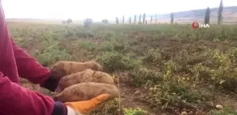 Erzincan'da Patates Hasadı Başladı