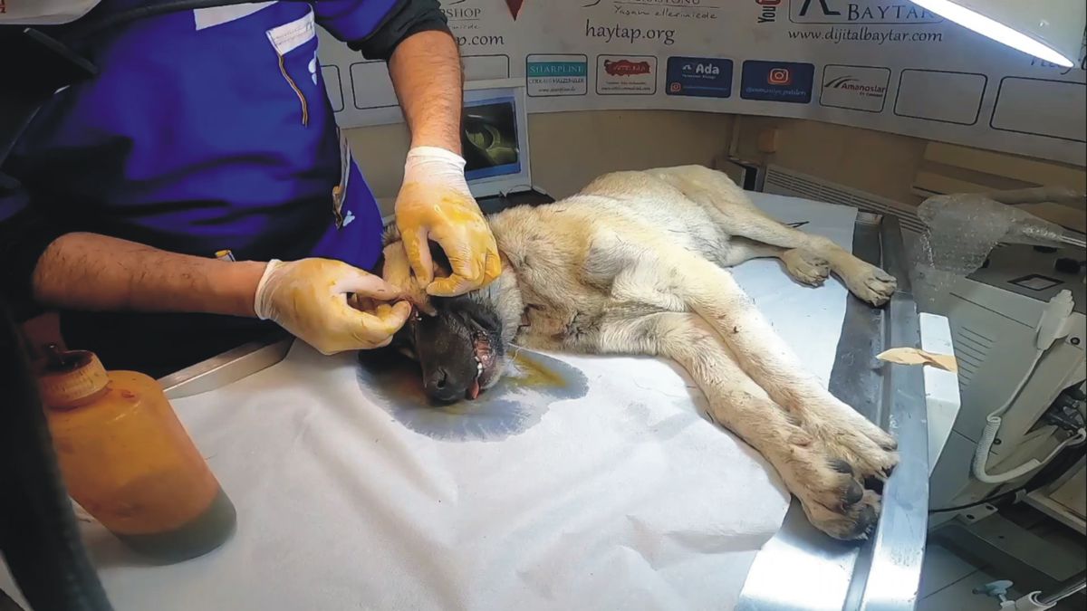 Hayvansever Ömer Erkay, Sokak Köpeğine Şifa Oldu
