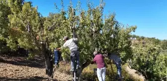 Ankara Armudu Hasadı Başladı