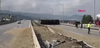 Samsun'da Arı Sokmasıyla TIR Kazası: Sürücü Yaralandı