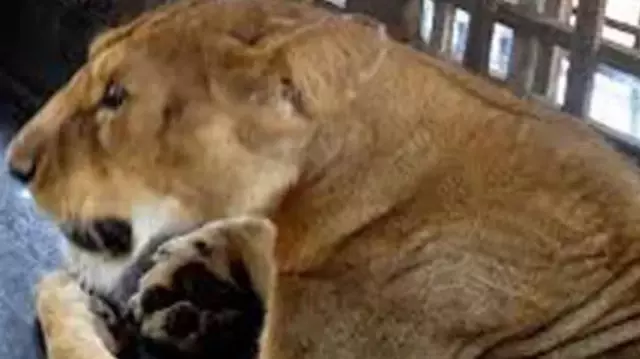 The lion killed the zoo keeper in front of the visitors.