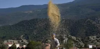 Tosya'da Türkiye'nin İlk Çeltik Fabrikası ile Pirinç Hasadı Başladı