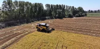 Edirne'de Kuraklığı Yenerek Çeltik Üretiminde Verim Kaybı Yok