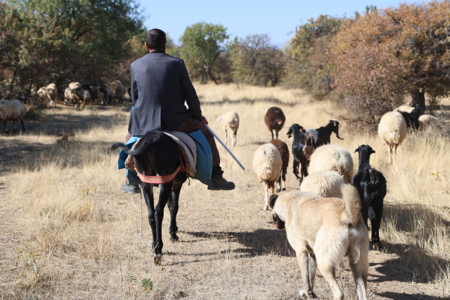 Finding a shepherd to work for 70,000 TL per month in Elazığ has become a dream