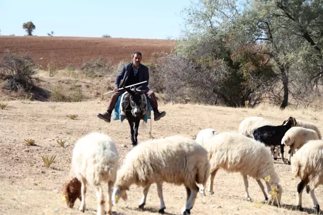 Finding a shepherd to work for 70,000 TL per month in Elazığ has become a dream.