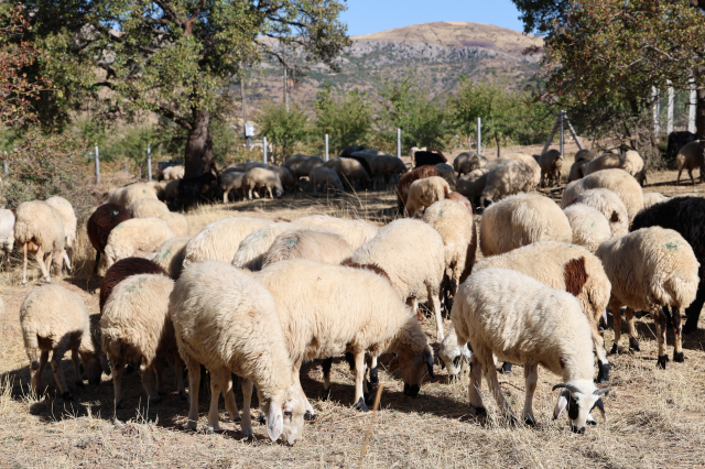 Finding a shepherd to work for 70,000 TL per month in Elazığ has become a dream