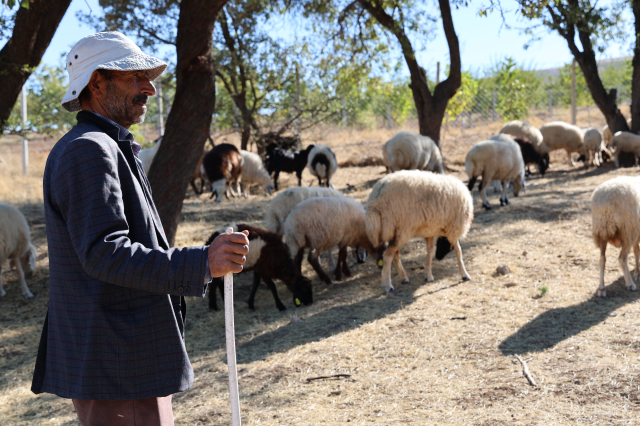 Finding a shepherd to work for 70,000 TL per month in Elazığ has become a dream