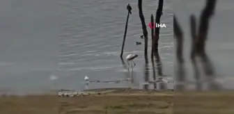 İznik Gölü'nde Flamingolarla Görsel Şölen