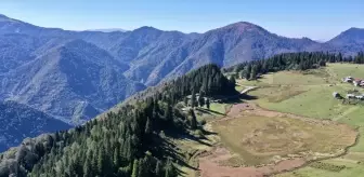 Giresun'un Huzur Dolu Noktası: Gölyanı Yaylası