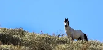 Karadağ'daki Yabani Yılkı Atları Doğaseverlerin İlgi Odağı