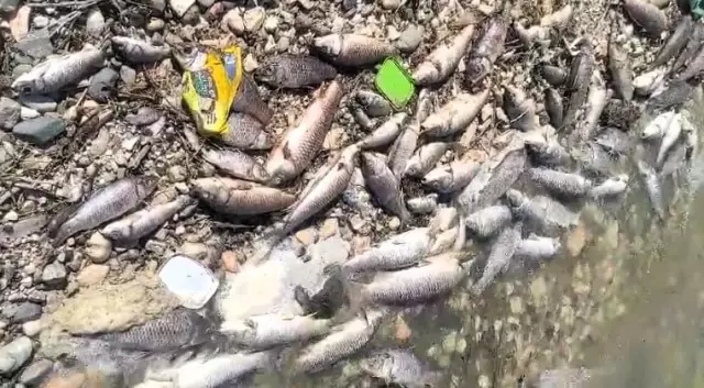 In the last week, hundreds of dead fish have washed ashore in Mardin.