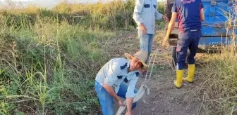 Osmaniye'de İtfaiye Ekibi Sulama Kanalına Düşen İneği Kurtardı