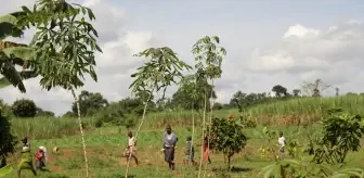 Uganda Kahvesi, Ülke Ekonomisine Katkısını Artırıyor