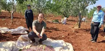 Kaymakam Özgür İşçimen, Antep Fıstığı Hasadına Katıldı