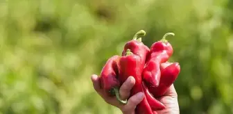 Karaisalı Biberi Coğrafi İşaretle Tescillendi