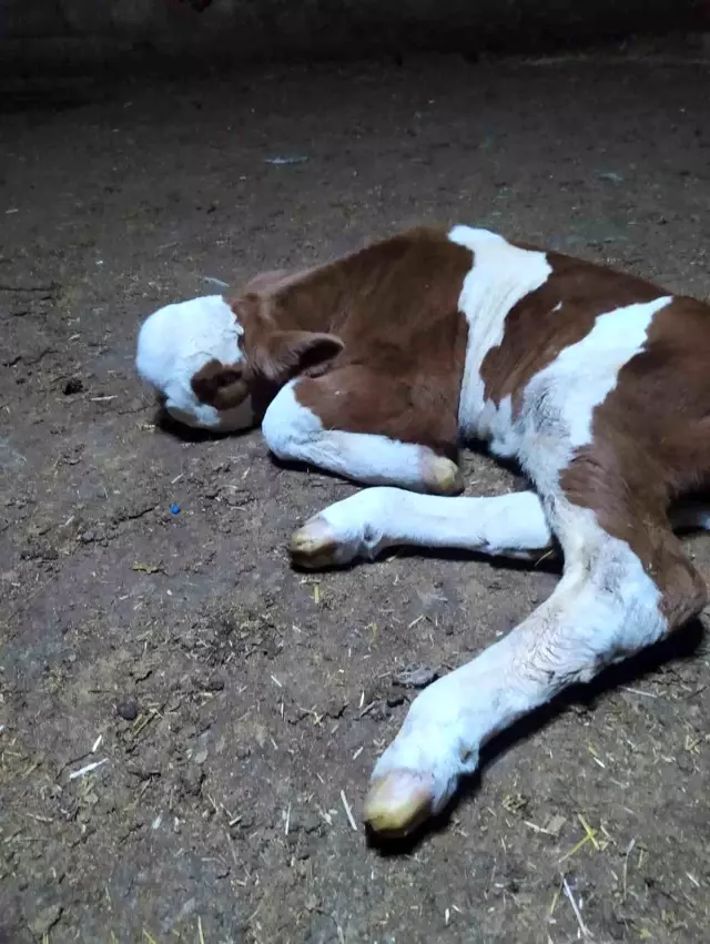 He rushed to the sounds coming from the barn and was shocked to see the calf his cow gave birth to