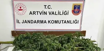 Artvin'de Uyuşturucu Operasyonu: 15,5 Kilo Esrar Ele Geçirildi