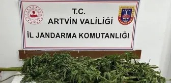 Artvin'de 15,5 Kilogram Esrar Ele Geçirildi, 1 Tutuklama