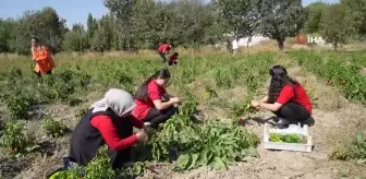 Meslek Lisesi Öğrencileri Sebze Üreterek Ekonomiye Katkı Sağlıyor