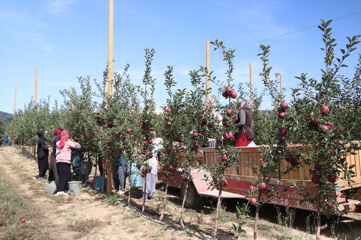 Niğde'de Elma Üretimi Kuraklık ve Sıcaklık Etkisiyle Düşüyor