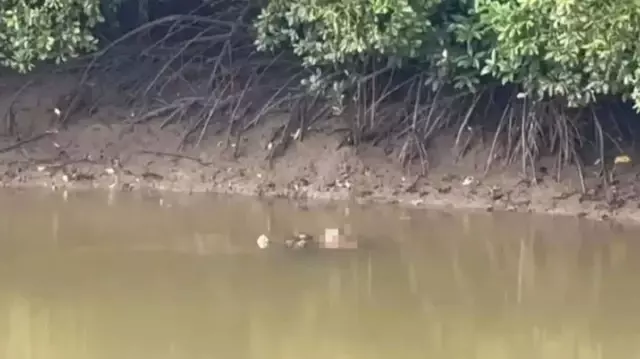 In Malaysia, a giant crocodile killed a fisherman trying to set his net.