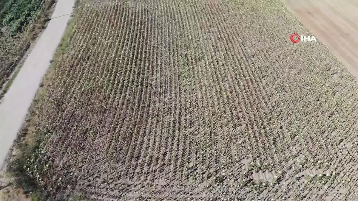Trakya'da Kuraklık Ayçiçeği Üretimini Olumsuz Etkiledi