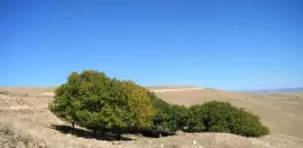 Muş'ta 100 Yıllık Gelenek: Ceviz Hasadı Coşkuyla Başladı