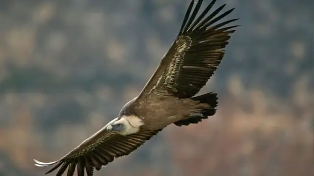 The elderly woman was attacked by a vulture and lost some of her organs.