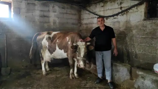 She ran to the sounds coming from the barn and was shocked when she saw the calf that her cow had given birth to.