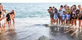 Antalya'da İki Caretta Caretta Doğaya Salındı