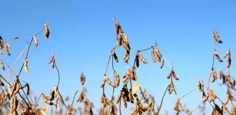 Diyarbakır'da Soya Tohumu Dağıtımı ve Ekim Alanları Artıyor