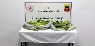 Sakarya'da Hırsızlık Olayı: 2 Bin Mısır Koçanı ve Üzüm Çalındı