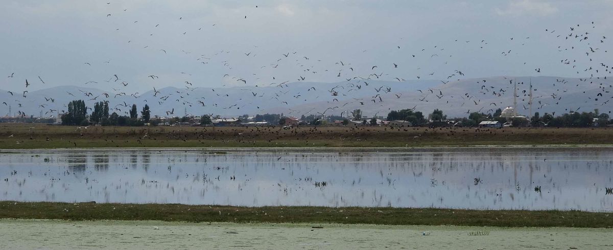 Erzurum Ovası'nda Kuş Göçü ve Su Birikintileri
