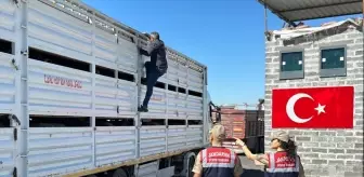 Diyarbakır'da Yol Kontrolünde Ruam Belgesi Olmayan 384 Hayvan Ele Geçirildi