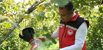 Ordu'da Kahverengi Kokarca Zararlısıyla Mücadele İçin 2 Bin 200 Feromon Tuzak Asıldı