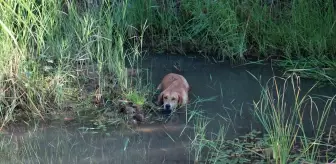 Antalya'da Balçığa Saplanan Köpek Kurtarıldı