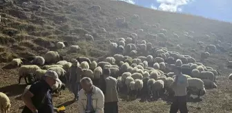 Yüksekova'da Küçükbaş Hayvanlara Aşılama ve Küpeleme Çalışmaları Devam Ediyor